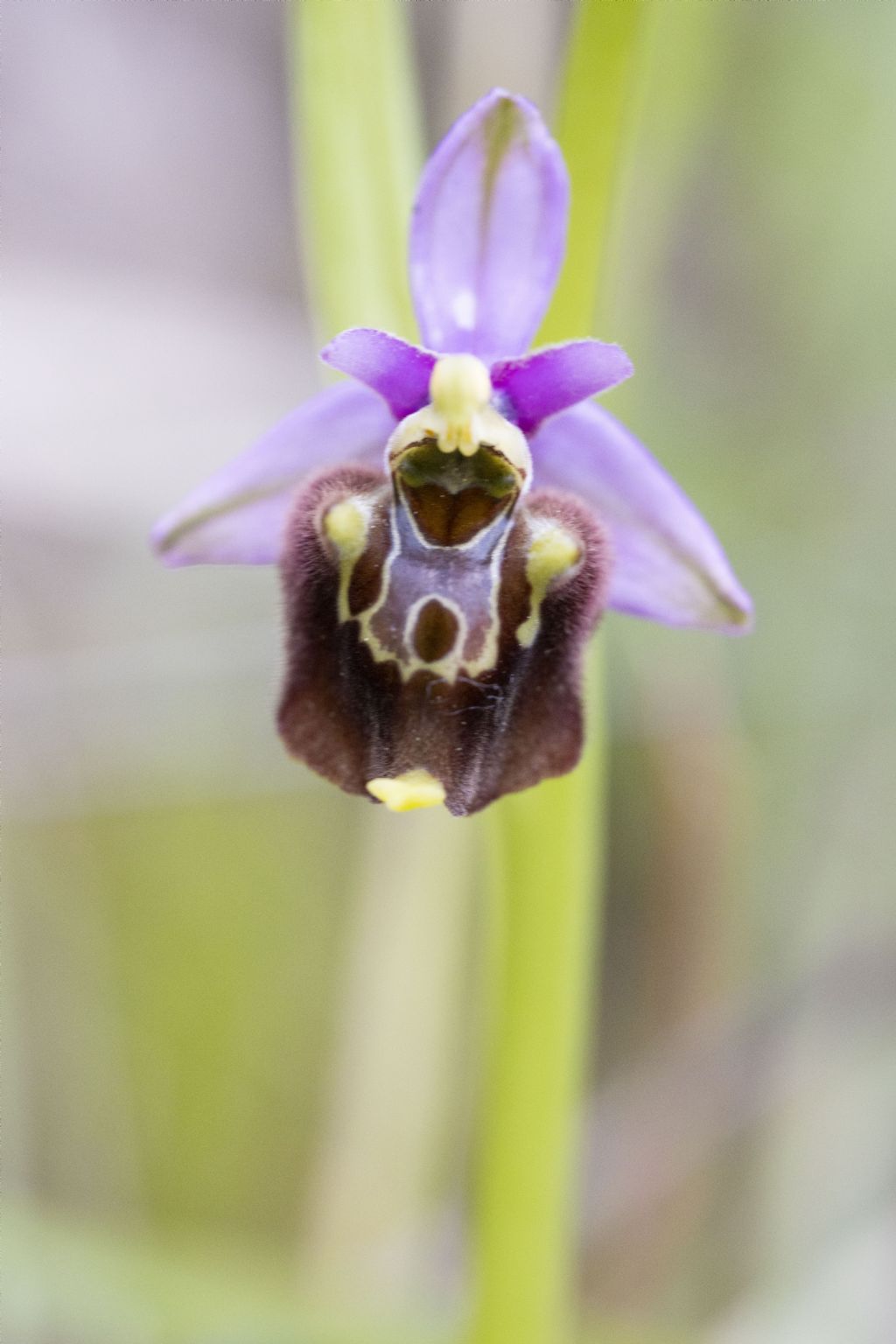 Ophrys subseries Holosericeae